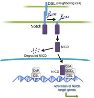 Notch Modulators.