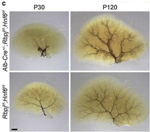 Hepatocyte Plasticity.