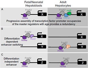 Postnatal Hepatocyte Maturation visual.