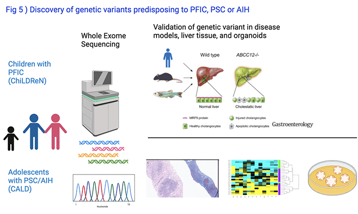 Genetic Studies in Children with Cholestasis