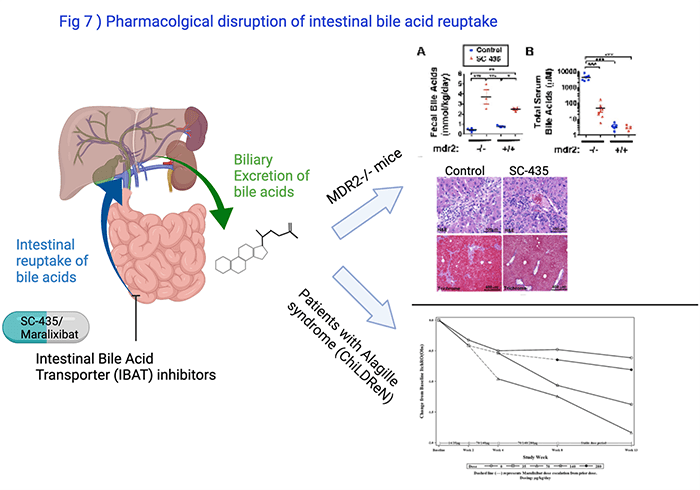 Pharmacological Inhibition to Reduce Toxic Bile Injury in a Murine Model of PSC