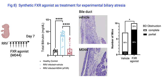 Prevention of Bile Obstruction in Mice 