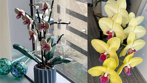 Photos of Real and Lego Orchids.