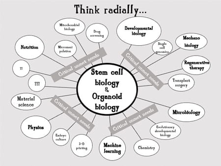 Stem cell biology and organoid biology: Think Radically graphic. 