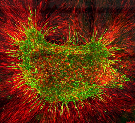 Figure 4. Human endothelial network model in vitro.