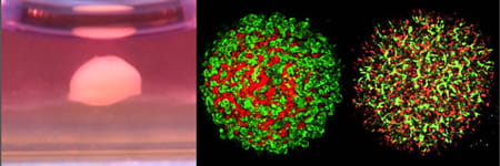 Figure 1. Liver bud organoid grown from human iPSC.