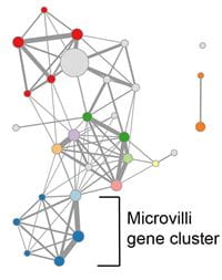 Microvilli-network-graphic