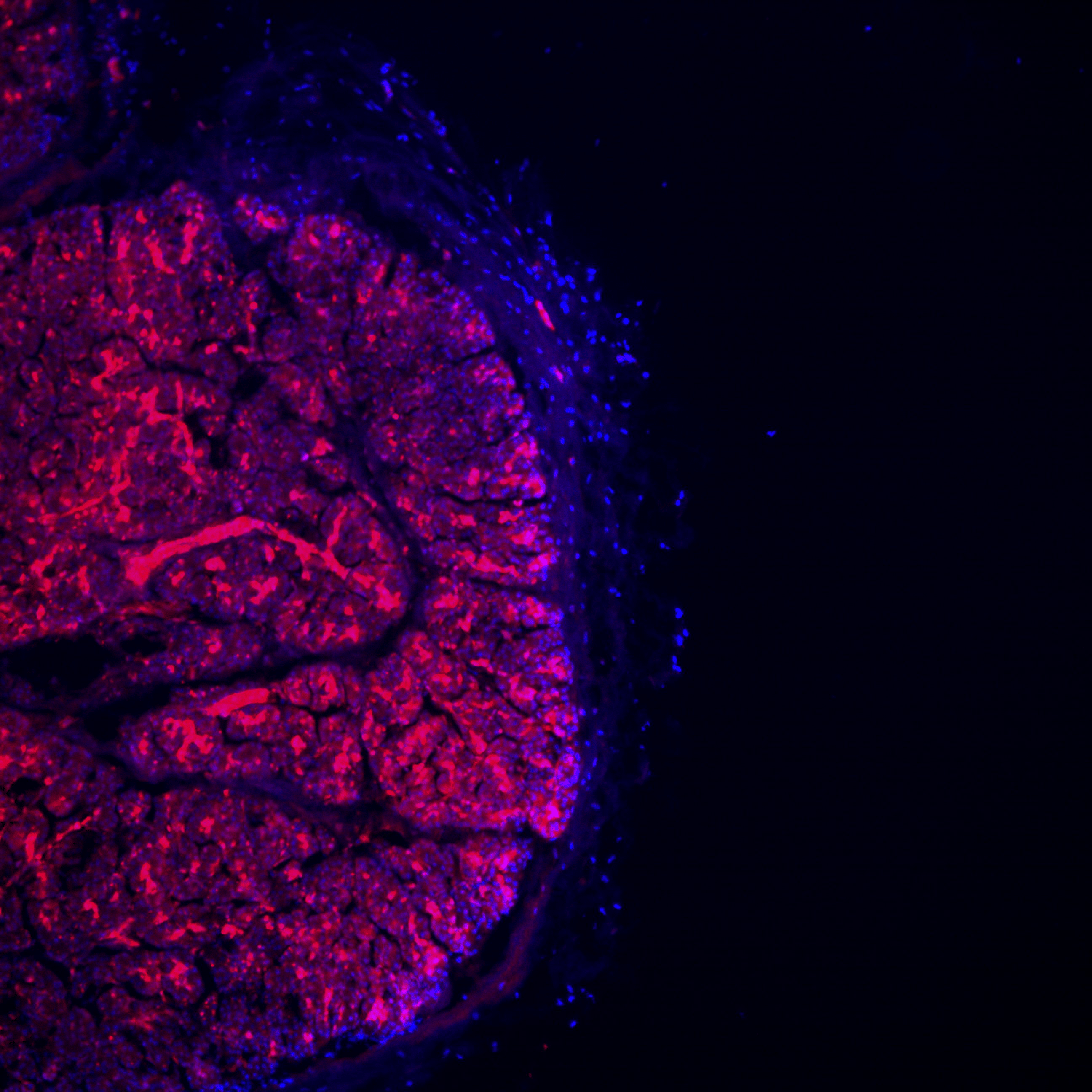 Pancreas research slide image.