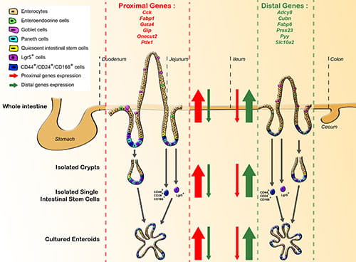 Figure 1 - Regional identity is programmed within the crypt unit and is regulated at the stem cell level.