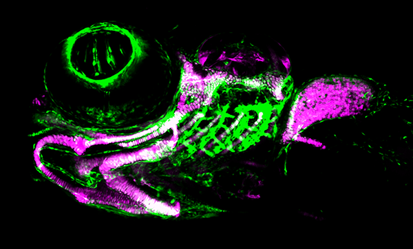 A microscope image of live zebrafish larva with cartilaginous facial skeleton.