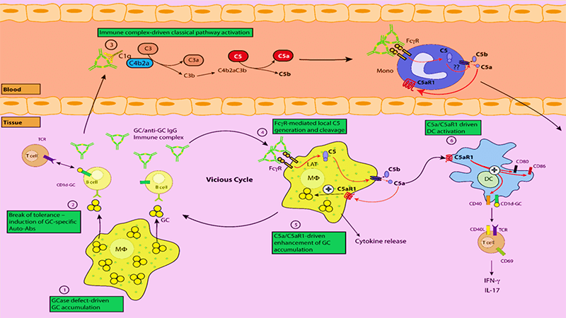 Scientific figure to accompany current research projects.
