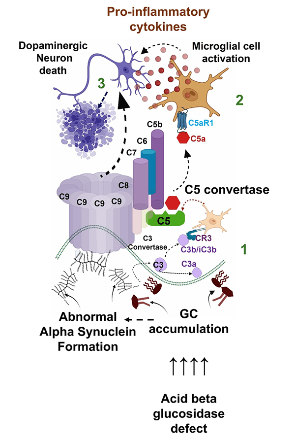 Scientific figure to accompany current research projects.