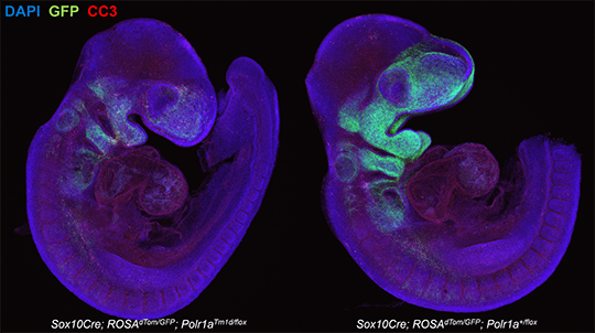 Conditional knock-out of Polr1a in neural crest cells of an E9 mouse embryo causes hypoplastic brachial arches and reduced numbers of NCC, which are labeled in GFP.
