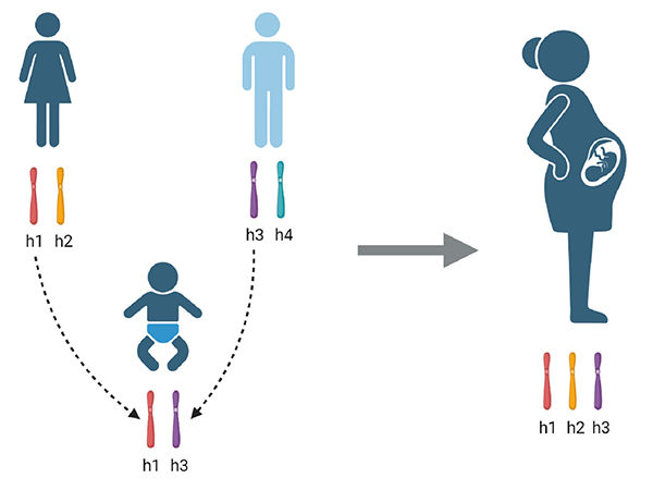A graphic showing a pregnant woman.