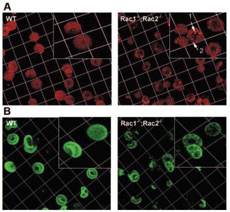 Cytoskeleton structure.