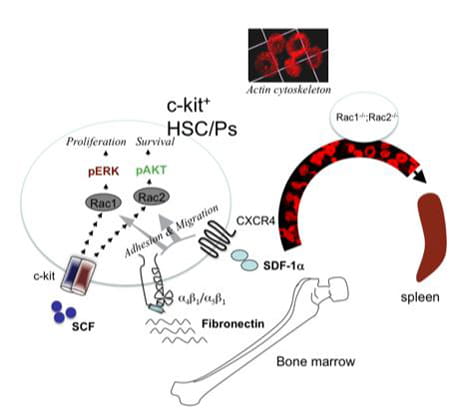 Rac GTPasses in Erythropoieses.