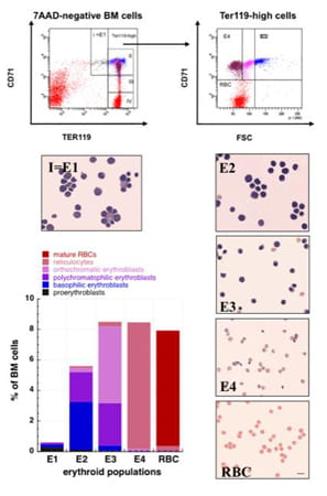 Erythroblast subsets.