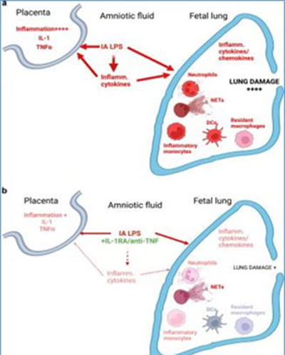 Function and homeostasis of Regulatory T cells figure 2.