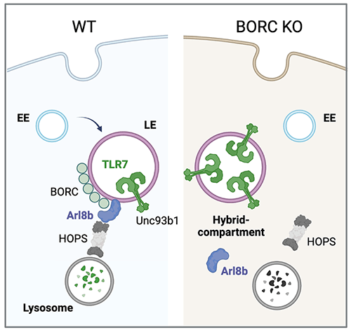 Majer Lab Project image.