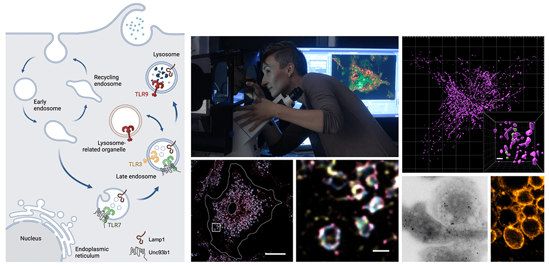 Majer Lab image collage.
