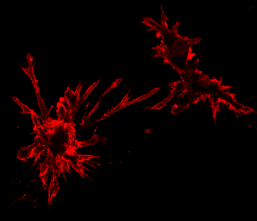 Dendritic cell project image.