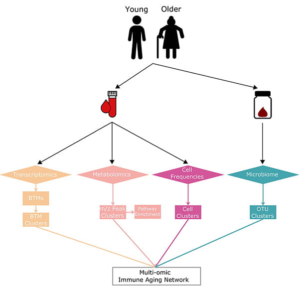 A graph of the workflow for development of a multi-omic immune aging network.