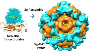 The self-formation of the S60-HA1 PVNPs. 