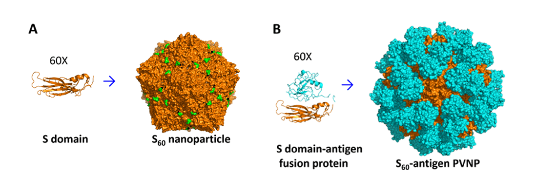 The self-formation principle of the S60 nanoparticle and the S60-antigen PVNPs.