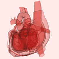 A rendering of the human heart.