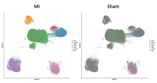 Combined public Sc-RNA-seq data show different cell populations from mouse hearts treated with Sham or MI. 