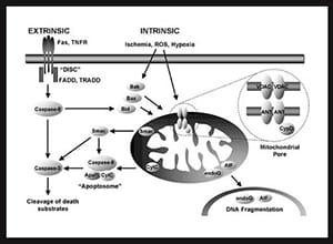 Regulation of cell death.
