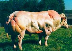 Skeletal Muscle Development - cow.