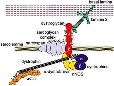 Mechanisms of Duchenne and Miyoshi Myopathy.