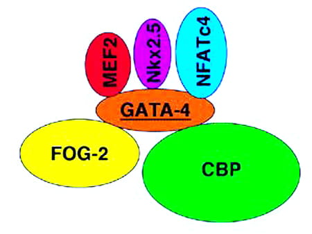 Regulation of Transcription.