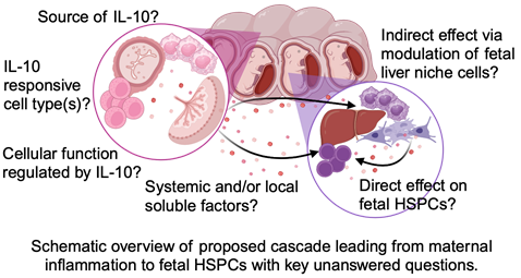 Hspcs Development Fetal HSPCs Restriction in Robust Emergency Myelopoiesis | Collins Lab