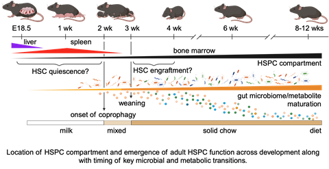 Hspcs Development Maturation of HSCs Through Adulthood | Collins Lab