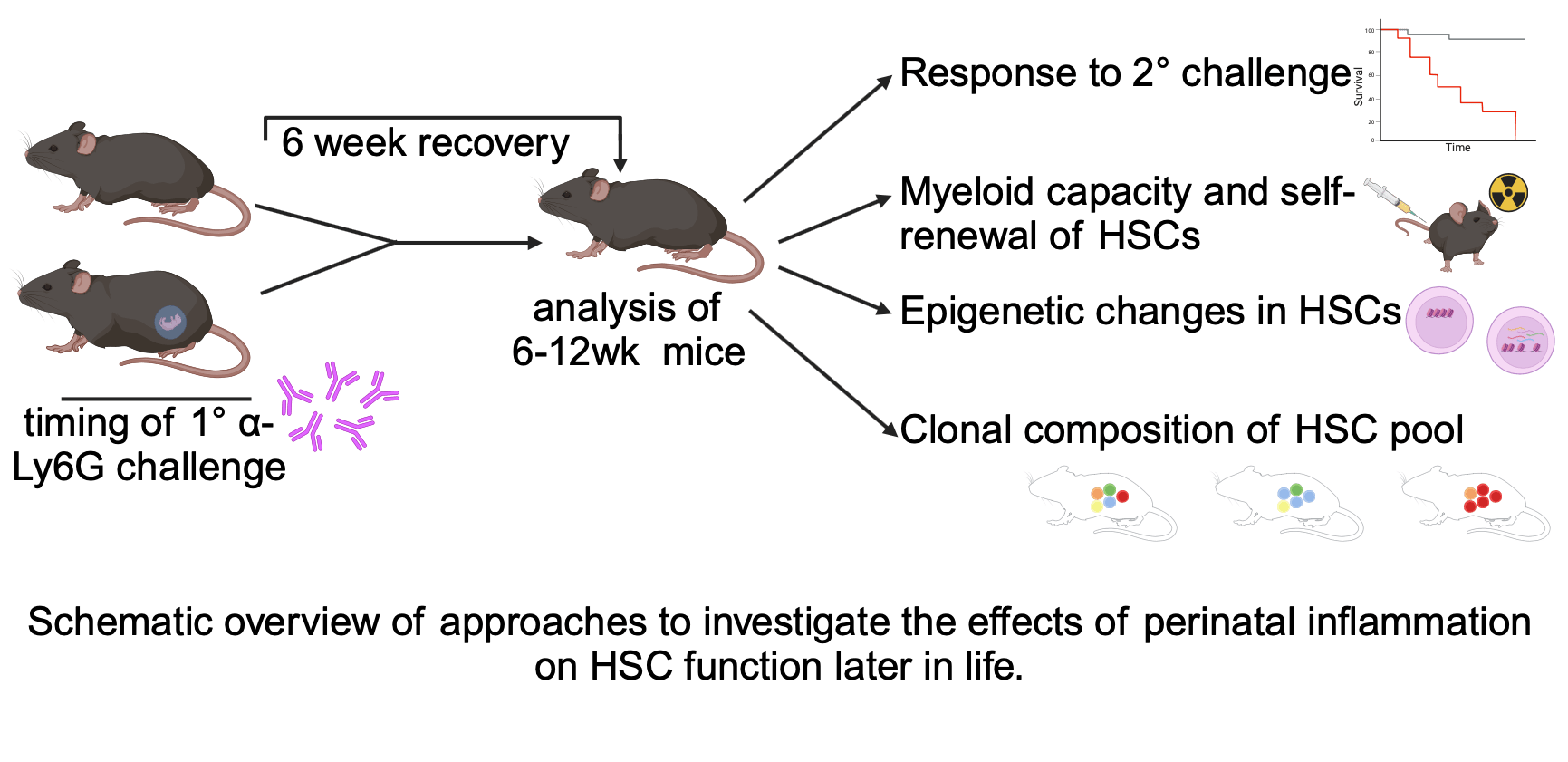 HSC perinatal inflammation