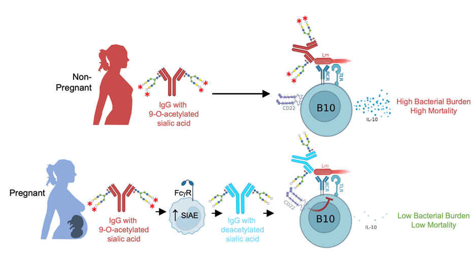 Maternal B cells and fetal tolerance.