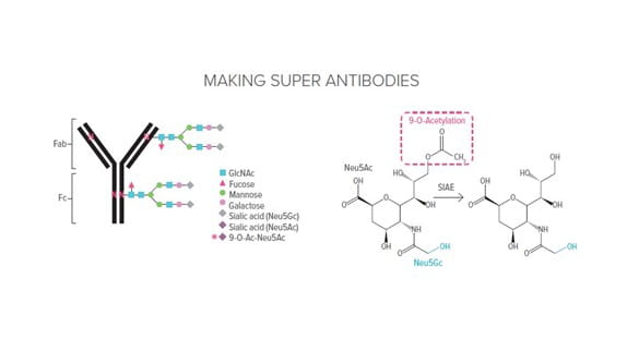 Making super anitobodies.