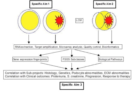 Laser-captured glomeruli.
