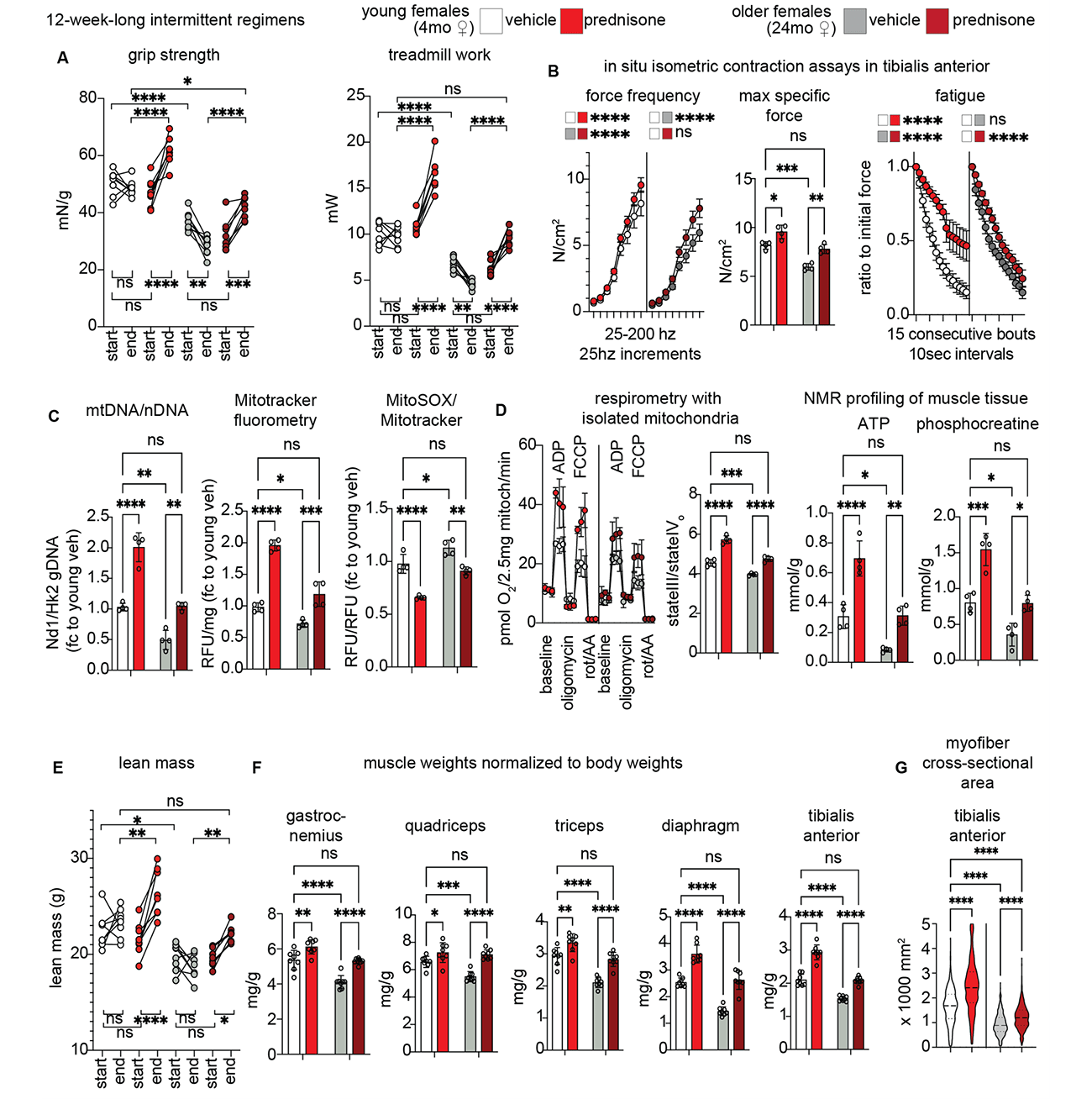 Anti-sarcopenic effects of a 12-week-long once-weekly intermittent prednisone treatment.