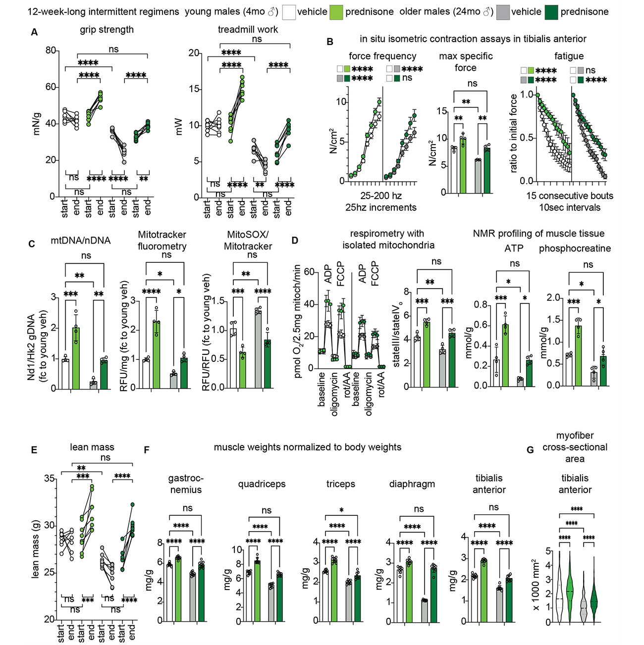 Anti-sarcopenic effects of a 12-week-long once-weekly intermittent prednisone treatment.