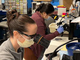 A photo of Sarah Baumgartner and Christina Thapa working in the lab.