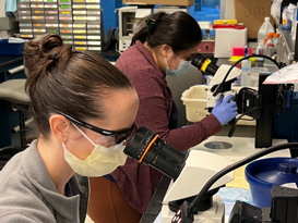 A photo of Sarah Baumgartner and Christina Thapa working in the lab.