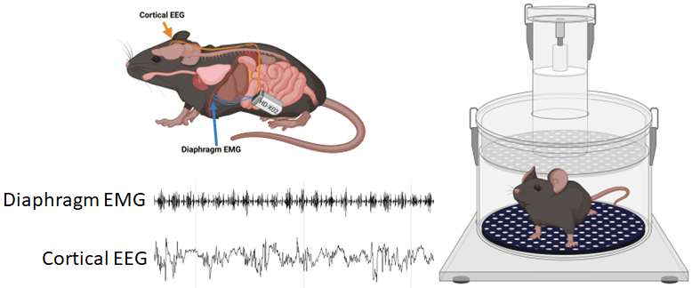A BioRender image showing respiration measured by electromyography and plethysmography in freely behaving mice.
