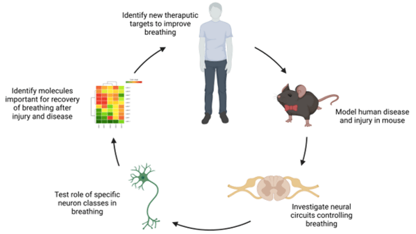 A BioRender image showing the strategy for developing new treatments to improve breathing.