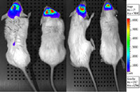 Tumor xenografts using genetically engineered human glioblastoma cells to study drug efficacy.
