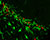 Proliferating cells in the brain of an old mouse expressing stem cell and glial markers.