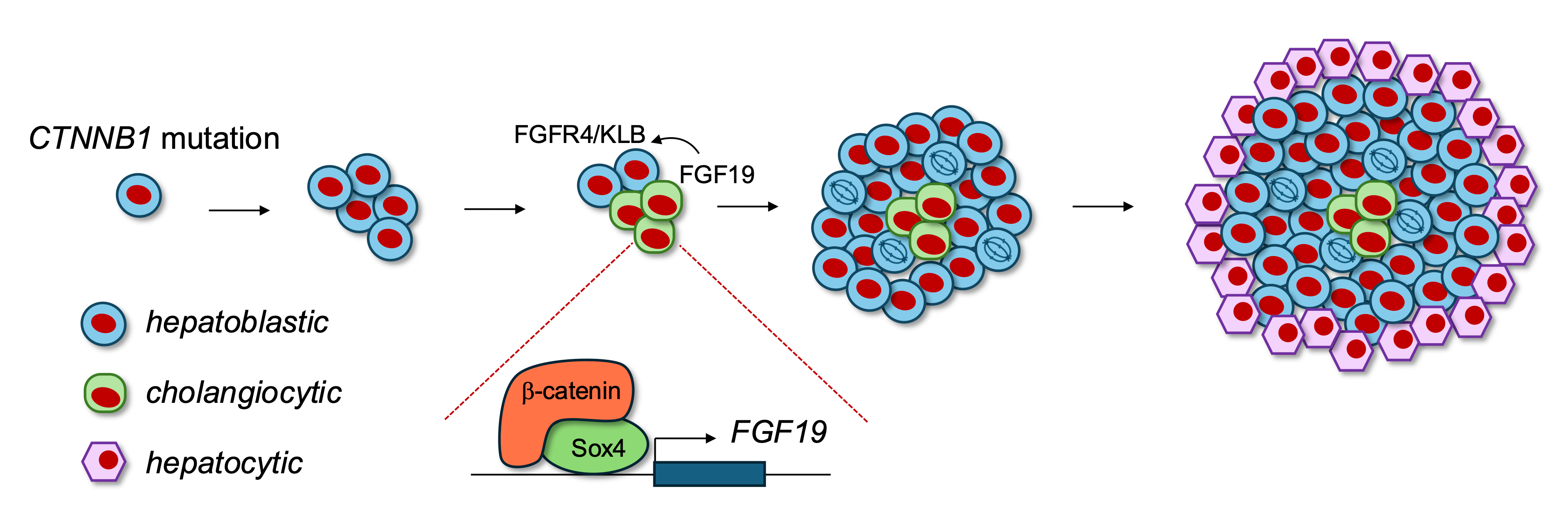 Research model from the Wu lab.