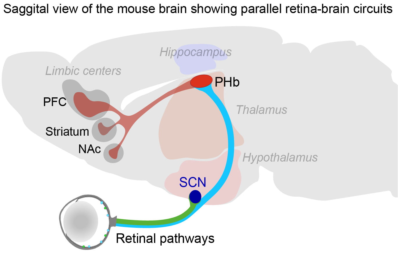 An image of a sagittal view of the mouse brain showing parallel retina-brain circuits.